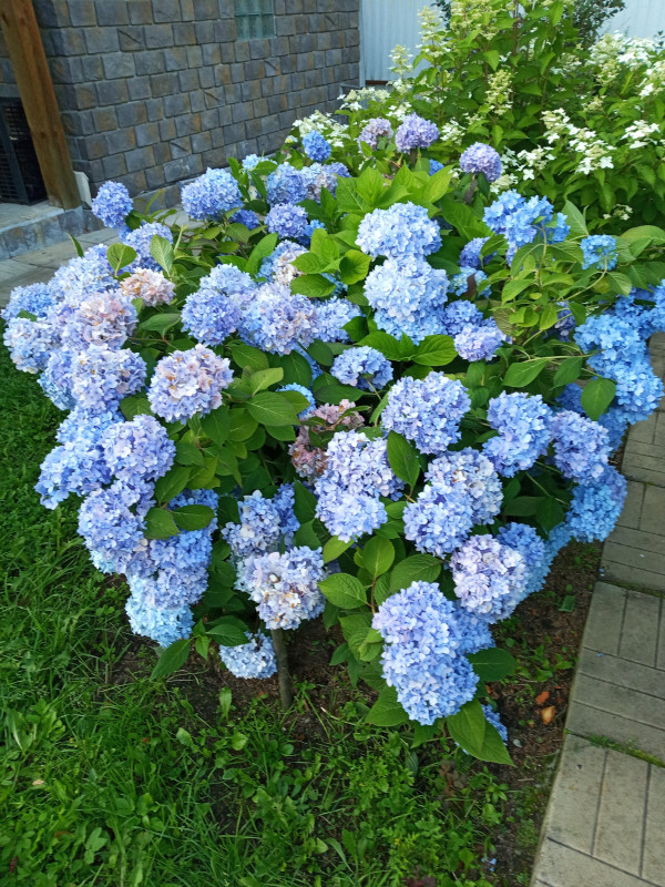 IMG_20190812_184455.jpg