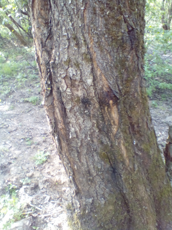 IMG_20190428_175502.jpg