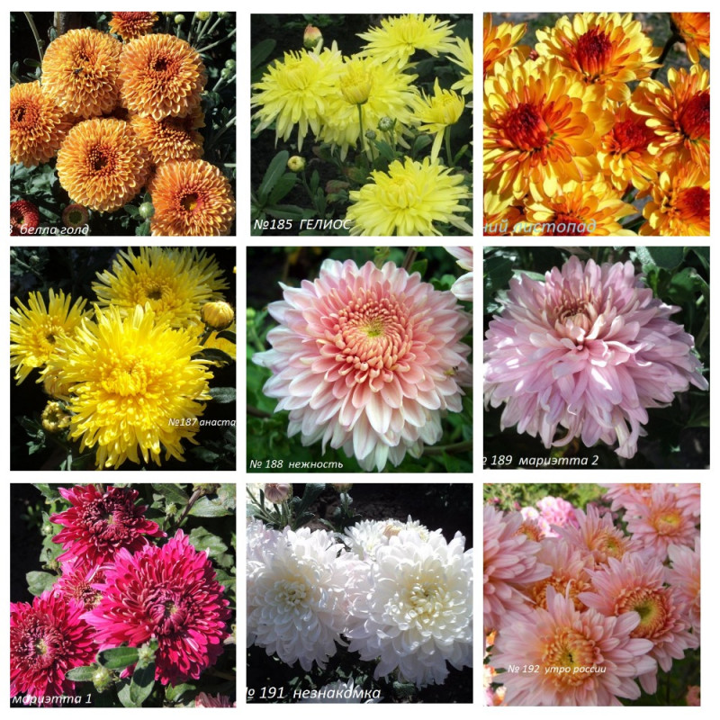 MyCollages (19).jpg