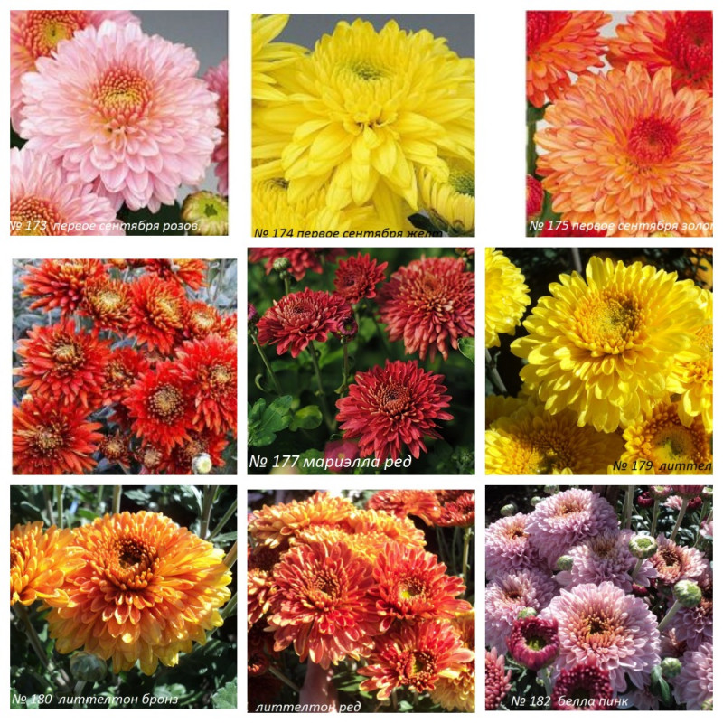 MyCollages (22).jpg