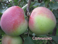 Солнышко