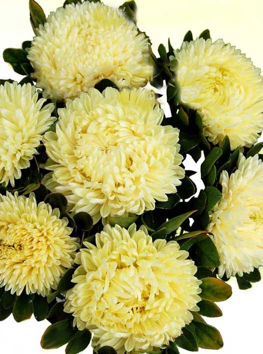 004-Limoncello-Лимончелла-01a.jpg