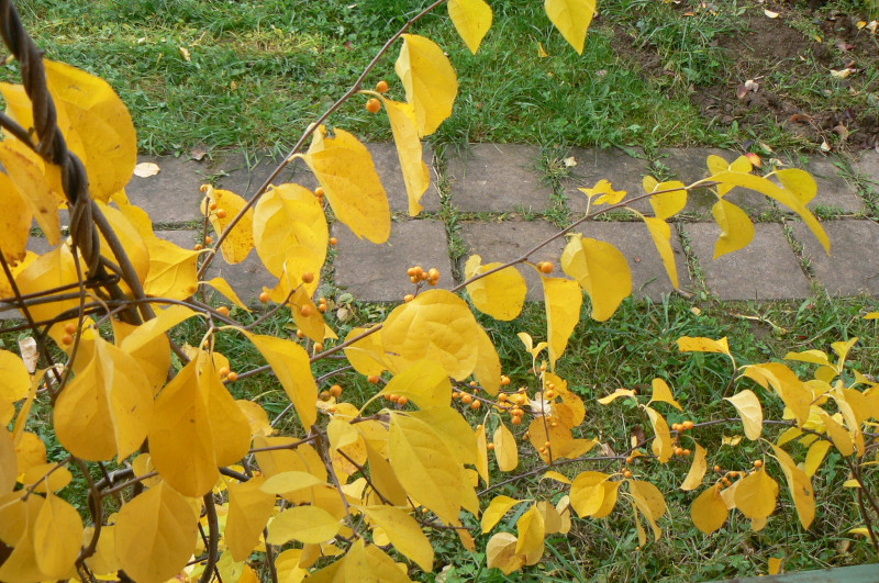 P1470296.JPG