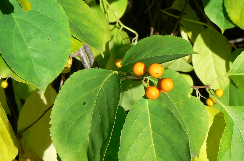 P1050667.JPG