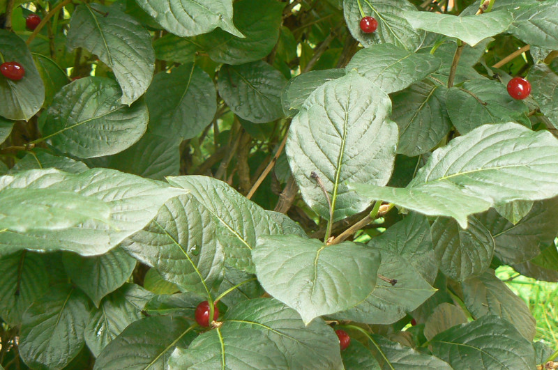 P1460550.JPG