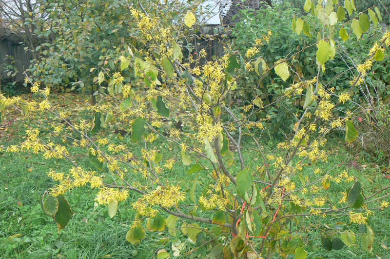 P1470423.JPG