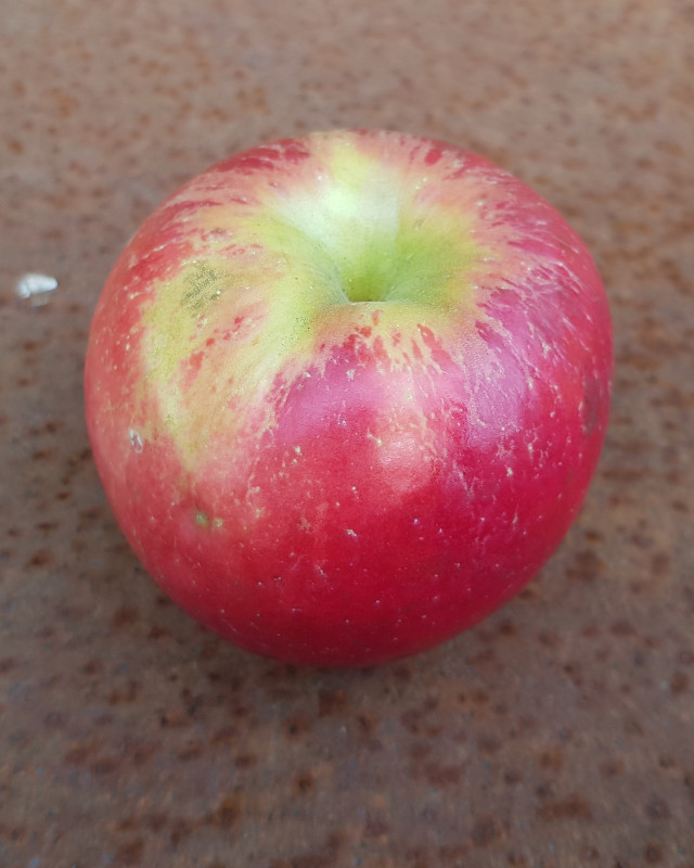 HoneyCrisp.jpg