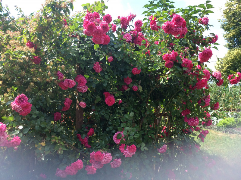 D7708C3A-8C0A-425B-91BF-3B58EB8AB970.jpeg