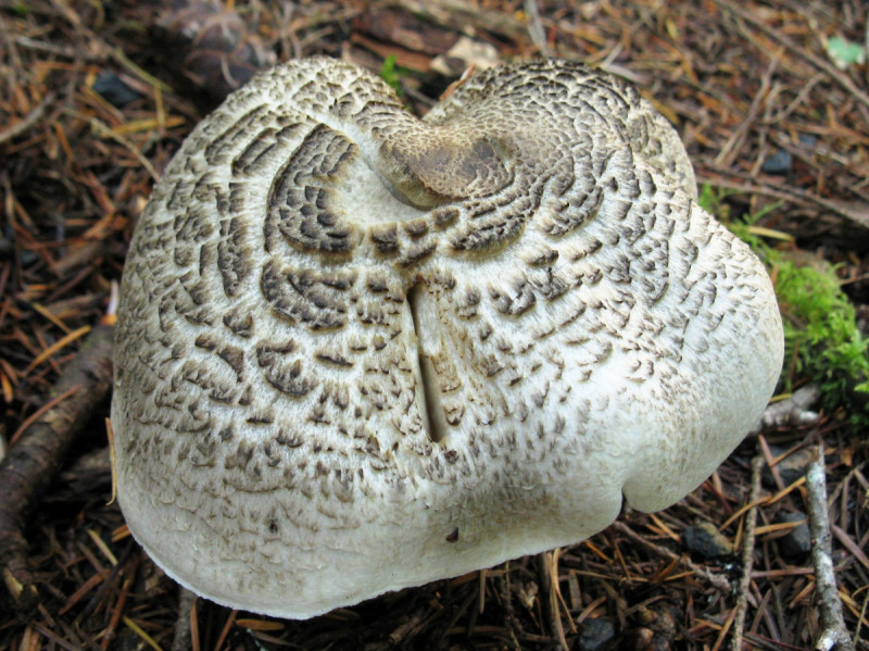 Tricholoma-pardinum_01.jpg