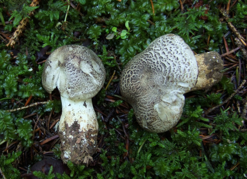 Tricholoma-pardinum_02.jpg