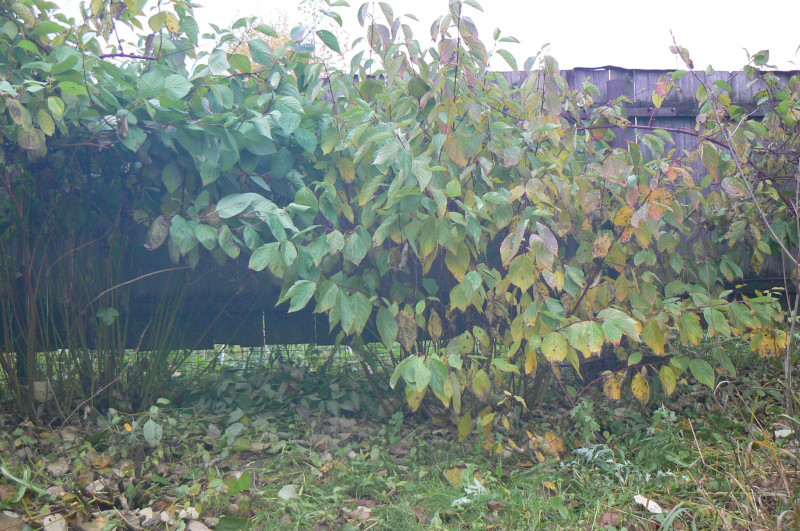 P1470514.JPG