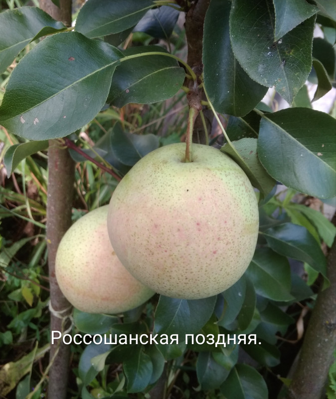 IMG_20190917_091124.jpg
