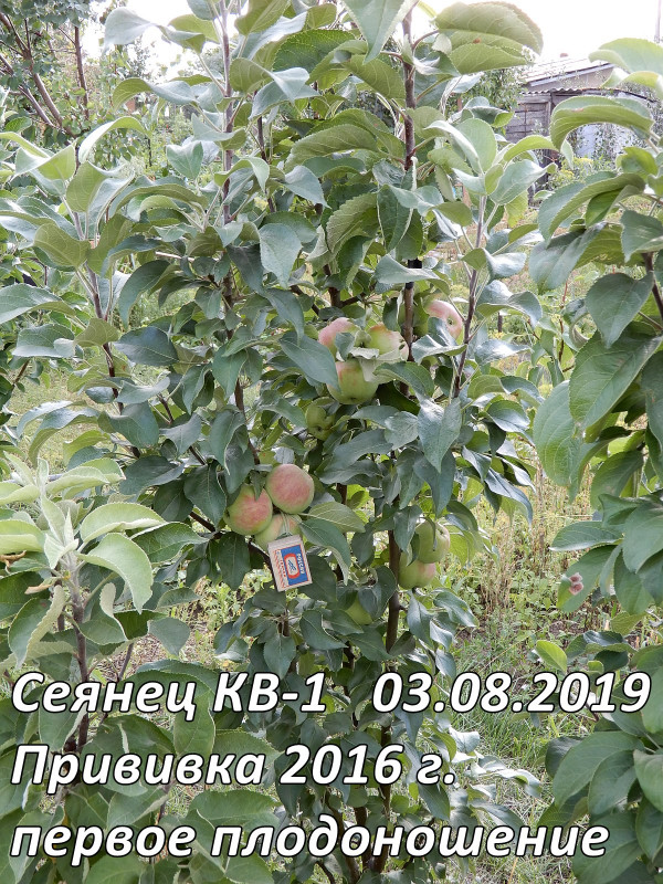С КВ-1.jpg