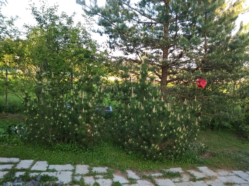 IMG_20190526_191934.jpg