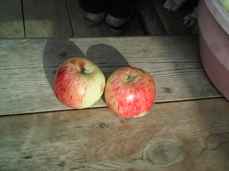 IMG0673A.jpg