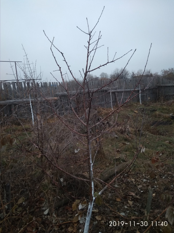 IMG_20191130_114037.jpg