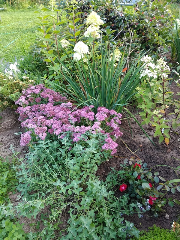 IMG_20190903_171107.jpg