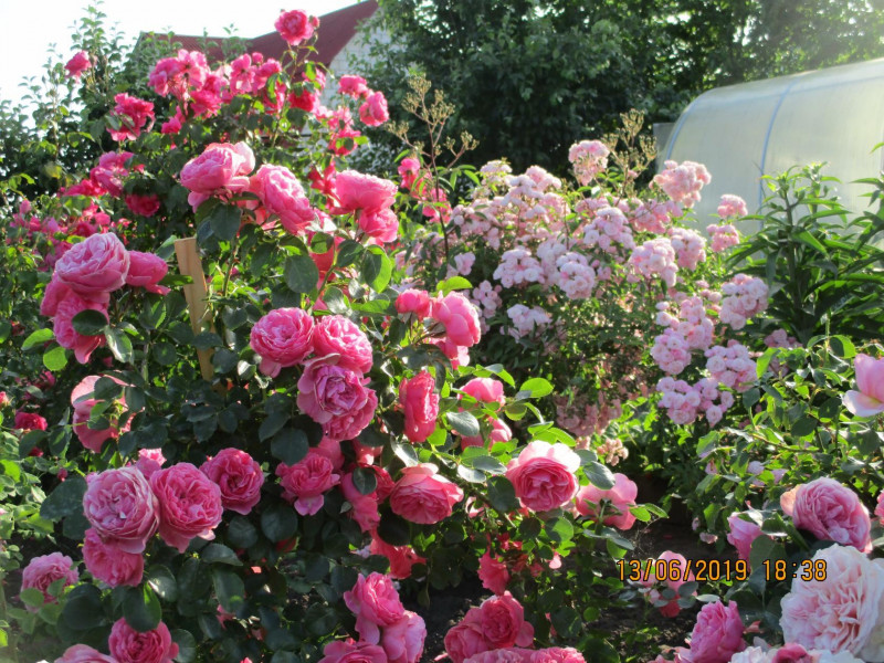 Моя Heanvenly Pink на заднем плане нежно -розовая. Очень обильная .