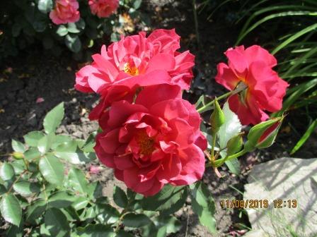 IMG_1295.JPG