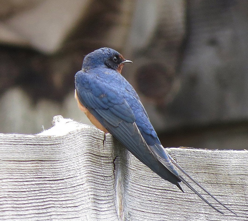 Swallow_in_Eastern_Siberia.jpg