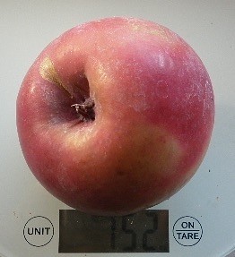 Maipole (McIntosh Wijcik × Baskatong).jpeg