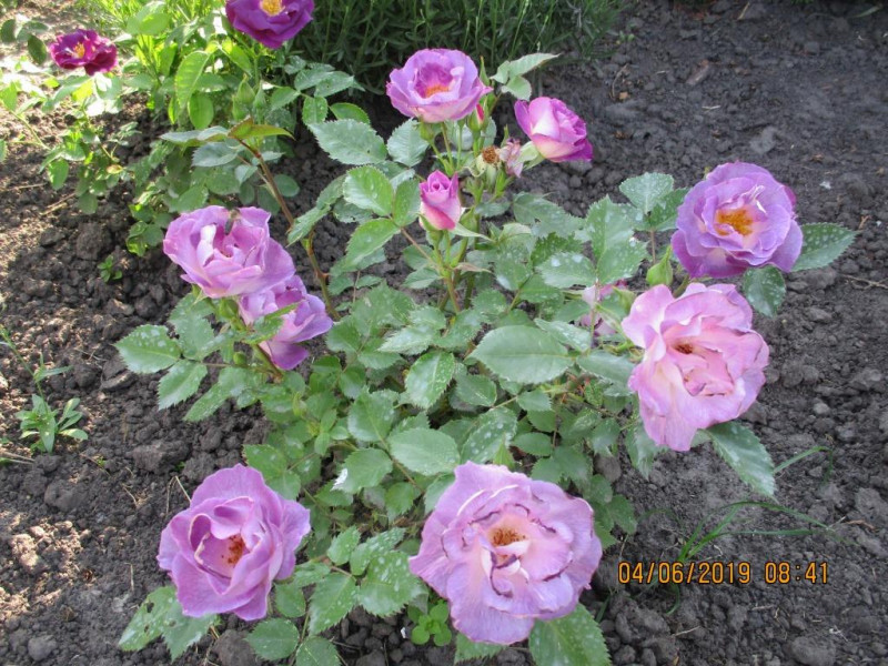 IMG_0809.JPG