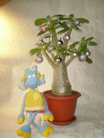 P1010059.JPG
