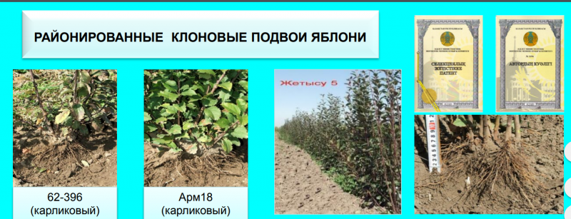 Казахстан.PNG