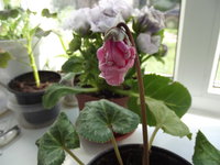 DSCF1274.jpg