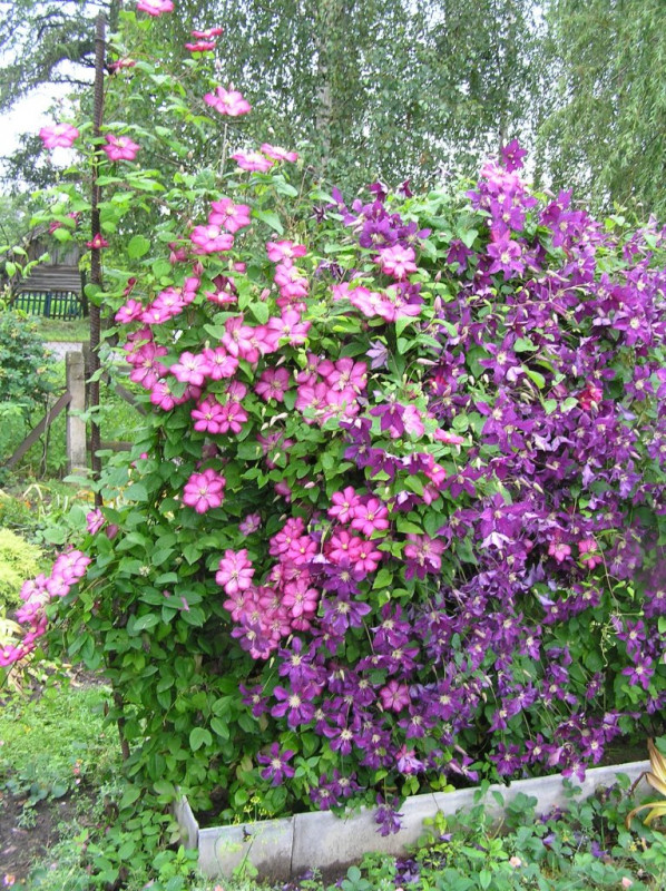 41671-1733224-89972947.jpg