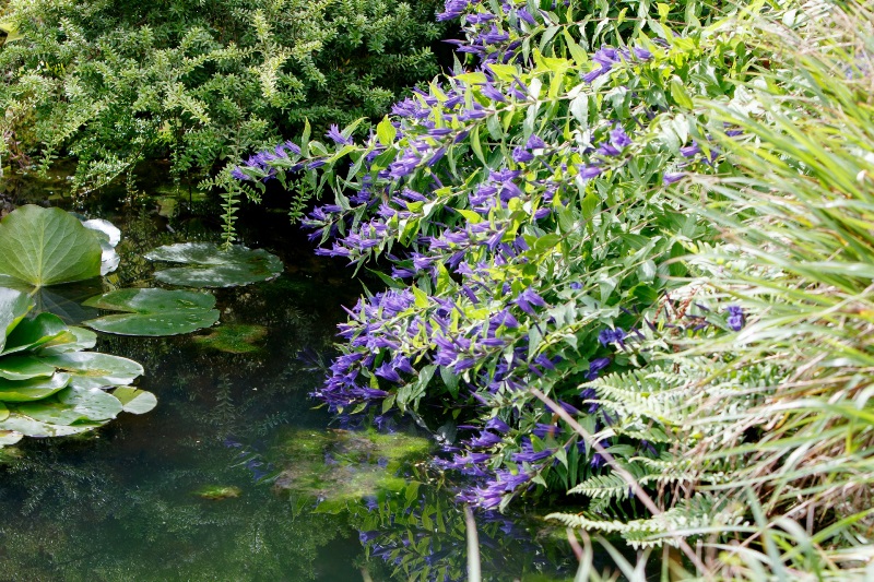 flowers-blue-water-reflection.jpg