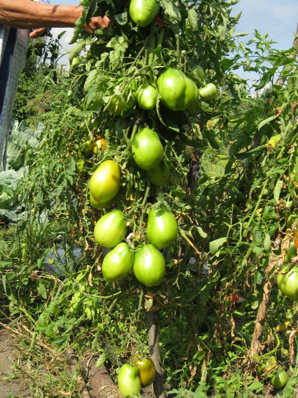 IMG_1269.jpg