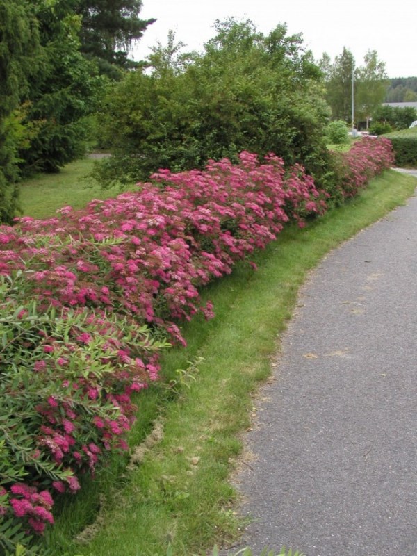 Spiraea--640x853.jpg