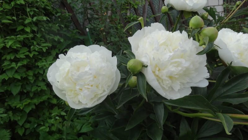 Duchesse de Nemours