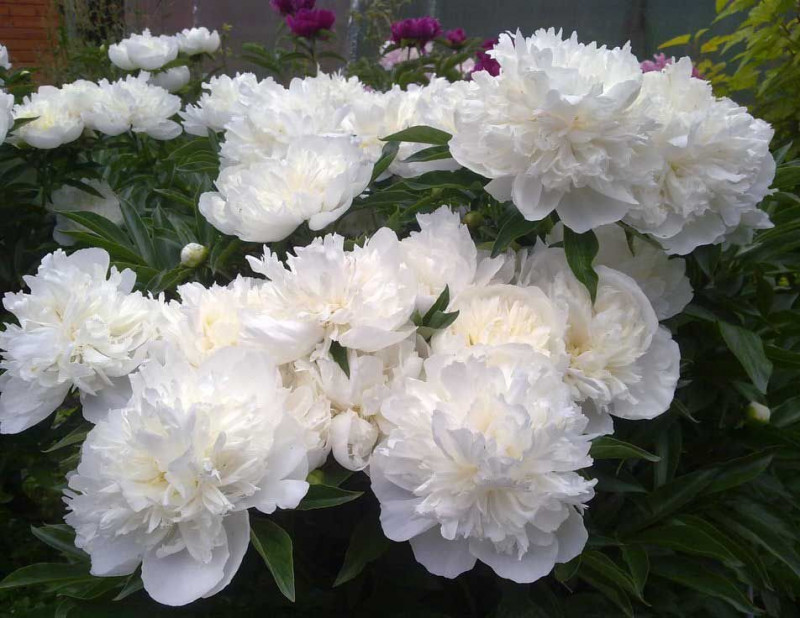 Duchesse de Nemours