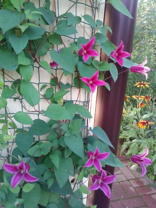 20150721_064319_edorig.jpg