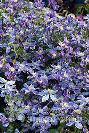 csm_pix296_Clematis_Arabella_K4_211b5059ab.jpg