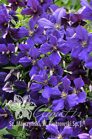 csm_pix223_Clematis_Jackmanii_K2_d7a6cdf190.jpg