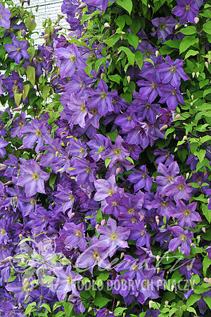 csm_pix390_Clematis_Solina_K5_ab9c955ebf.jpg