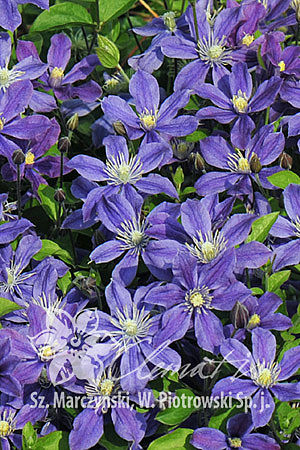 csm_pix296_Clematis_Arabella_K1_0382b779fb.jpg