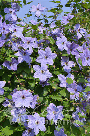 csm_pix_Clematis_Skyfall_K5_126ea2a557.jpg