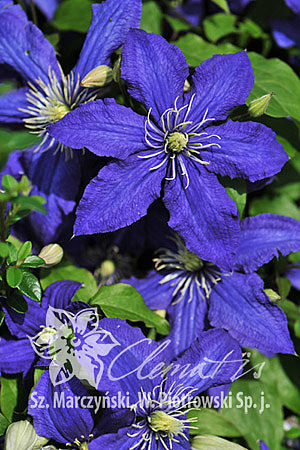 csm_pix244_Clematis_Rhapsody_K1_855cd2fa01.jpg