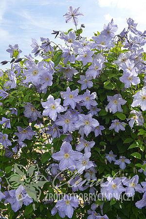 csm_pix203_Clematis_Blekitny_Aniol_L3_29752f1a12.jpg