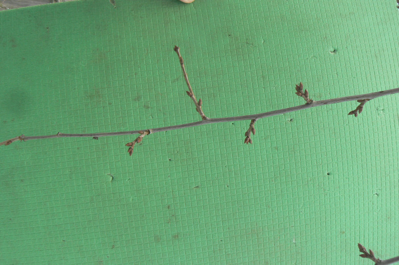P1480793.JPG