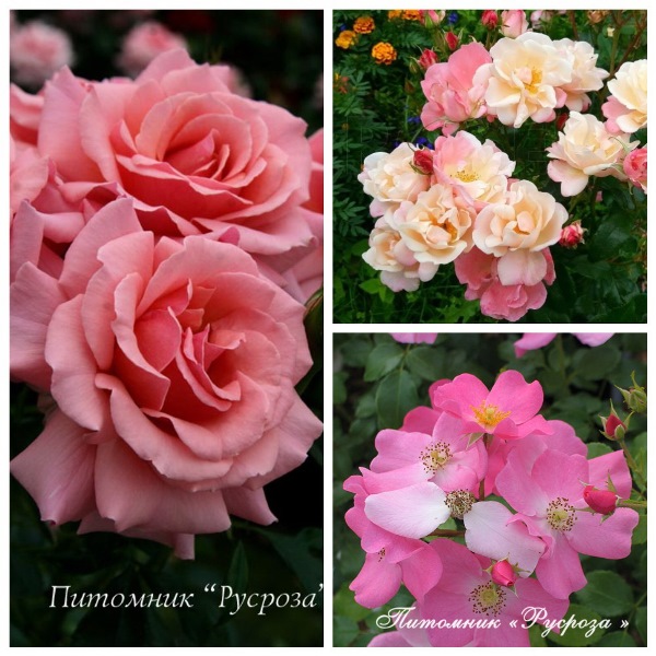 Collages (2).jpg