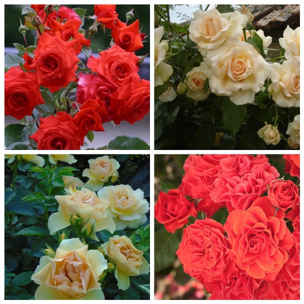 MyCollages (5)1.jpg