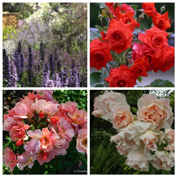 MyCollages (6)1.jpg