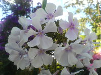 DSC03761.JPG