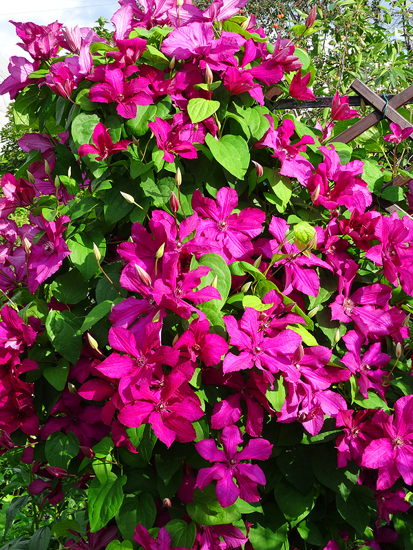 copDSC07582.jpg