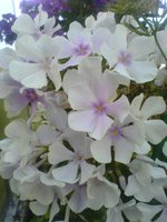 DSC03764.JPG
